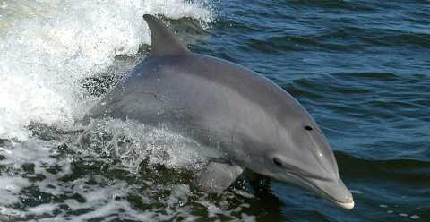 I delfini "baresi":  possibile ammirarli anche vicino alla costa, ma mancano studi su di loro